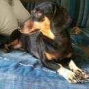 Подробнее об объявлении «Новосибирск Найдена собака девочка такса черная с рыжим» Фото: найдена собака Такса «Новосибирск Найдена собака девочка такса черная...» в г. Новосибирск