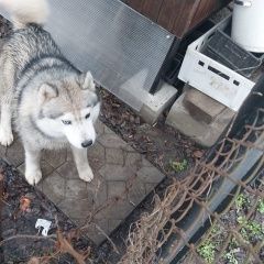 Подробнее об объявлении «Луховицы Найдена собака кобель щенок хаски, около 6 месяцев» Фото: найдена собака  «Луховицы Найдена собака кобель щенок хаски,...» в г. Луховицы