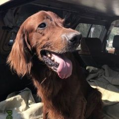 Подробнее об объявлении «Ангарск Найдена собака кобель ирландский сеттер» Фото: найдена собака Ирландский сеттер «Ангарск Найдена собака кобель ирландский сеттер» в г. Ангарск