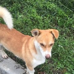 Подробнее об объявлении «Найдена собака кобель Краснодар» Фото: найдена собака  «Найдена собака кобель Краснодар» в г. Краснодар