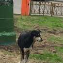 Подробнее об объявлении «Найдена собака Москва» Фото: найдена собака  «Найдена собака Москва» в г. Москва