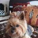 Подробнее об объявлении «Софрино Найдена собака кобель йорк в» Фото: найдена собака Йоркширский терьер «Софрино Найдена собака кобель йорк в» в г. Софрино