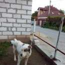 Подробнее об объявлении «Найдена собака кобель алабай Нижний Новгород» Фото: найдена собака  «Найдена собака кобель алабай Нижний Новгород» в г. Нижний Новгород