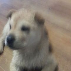 Подробнее об объявлении «Найдена собака ищем хозяина щенку Ростов-на-Дону» Фото: найдена собака  «Найдена собака ищем хозяина щенку Ростов-на-Дону» в г. Ростов-на-Дону