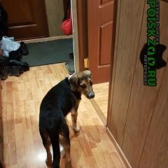 Подробнее об объявлении «Найдена собака кобель молодой Москва» Фото: найдена собака  «Найдена собака кобель молодой Москва» в г. Москва