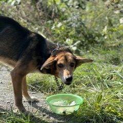 Подробнее об объявлении «Найдена собака кобель Екатеринбург» Фото: найдена собака  «Найдена собака кобель Екатеринбург» в г. Екатеринбург