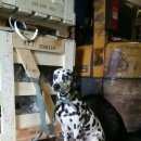 Подробнее об объявлении «Воронеж Найдена собака порода далматин» Фото: найдена собака Далматин «Воронеж Найдена собака порода далматин» в г. Воронеж