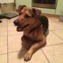 Подробнее об объявлении «Москва Найдена собака кобель ищем хозяина.» Фото: найдена собака  «Москва Найдена собака кобель ищем хозяина.» в г. Москва