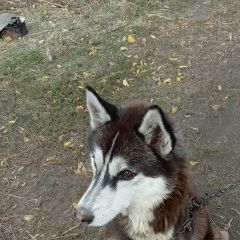 Подробнее об объявлении «Найдена собака кобель красавец ищет дом Михайлов» Фото: найдена собака  «Найдена собака кобель красавец ищет дом Михайлов» в г. Михайлов