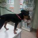 Подробнее об объявлении «Найдена собака кобель Нижний Новгород» Фото: найдена собака Ягд-терьер «Найдена собака кобель Нижний Новгород» в г. Нижний Новгород