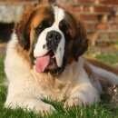 Подробнее об объявлении «Найдена собака кобель щербинки, молодой сенбернар, января Нижний Новгород» Фото: найдена собака Ньюфаундленд «Найдена собака кобель щербинки, молодой...» в г. Нижний Новгород