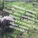 Подробнее об объявлении «Найдена собака кобель серый небольшой Москва» Фото: найдена собака  «Найдена собака кобель серый небольшой Москва» в г. Москва