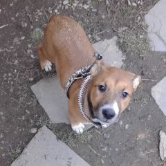 Подробнее об объявлении «Белореченск Найдена собака рыжий щенок» Фото: найдена собака  «Белореченск Найдена собака рыжий щенок» в г. Белореченск