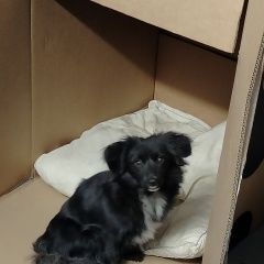 Подробнее об объявлении «Найдена собака 23 мая 2024 г. Челябинск» Фото: найдена собака  «Найдена собака 23 мая 2024 г. Челябинск» в г. Челябинск