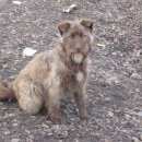 Подробнее об объявлении «Найдена собака Нижний Новгород» Фото: найдена собака  «Найдена собака Нижний Новгород» в г. Нижний Новгород