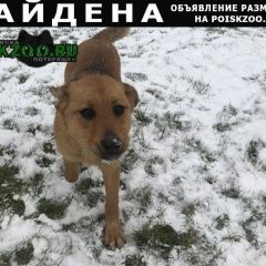 Подробнее об объявлении «Найдена собака Волоколамск» Фото: найдена собака  «Найдена собака Волоколамск» в г. Волоколамск
