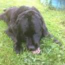 Подробнее об объявлении «Найдена собака кобель ньюфаундленд Ставрополь» Фото: найдена собака Ньюфаундленд «Найдена собака кобель ньюфаундленд Ставрополь» в г. Ставрополь