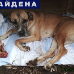 Подробнее об объявлении «Найдена собака Москва» Фото: найдена собака  «Найдена собака Москва» в г. Москва