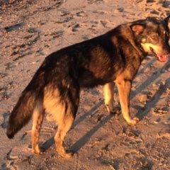 Подробнее об объявлении «Найдена собака кобель Пучеж» Фото: найдена собака  «Найдена собака кобель Пучеж» в г. Пучеж