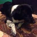 Подробнее об объявлении «Найдена собака кобель Химки» Фото: найдена собака  «Найдена собака кобель Химки» в г. Химки