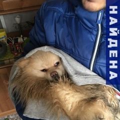 Подробнее об объявлении «Найдена собака кобель Москва» Фото: найдена собака Японский шпиц «Найдена собака кобель Москва» в г. Москва