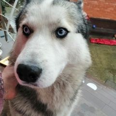 Подробнее об объявлении «Краснодар Найдена собака кобель хаски, кобель» Фото: найдена собака  «Краснодар Найдена собака кобель хаски, кобель» в г. Краснодар