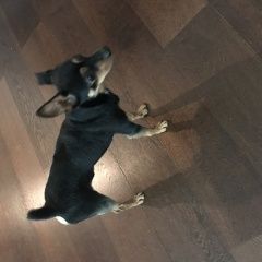 Подробнее об объявлении «Найдена собака кобель той-терьер Москва» Фото: найдена собака Той-терьер «Найдена собака кобель той-терьер Москва» в г. Москва