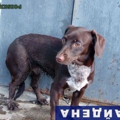 Подробнее об объявлении «Найдена собака Нижний Новгород» Фото: найдена собака Такса «Найдена собака Нижний Новгород» в г. Нижний Новгород