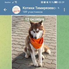 Подробнее об объявлении «Найдена собака хаски из москвы Александров» Фото: найдена собака Сибирская хаски «Найдена собака хаски из москвы Александров» в г. Александров