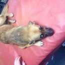 Подробнее об объявлении «Найдена собака Нижний Новгород» Фото: найдена собака  «Найдена собака Нижний Новгород» в г. Нижний Новгород