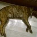 Подробнее об объявлении «Энгельс Найдена собака девочка стаф срочно ищу хозяина» Фото: найдена собака Стаффордширский бультерьер «Энгельс Найдена собака девочка стаф срочно ищу...» в г. Энгельс