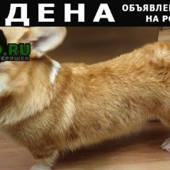 Подробнее об объявлении «Найдена собака кобель корги пемброк Москва» Фото: найдена собака Вельш корги «Найдена собака кобель корги пемброк Москва» в г. Москва
