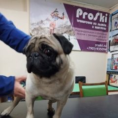 Подробнее об объявлении «Найдена собака кобель Нижний Новгород» Фото: найдена собака Мопс «Найдена собака кобель Нижний Новгород» в г. Нижний Новгород