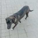 Подробнее об объявлении «Найдена собака Нижний Новгород» Фото: найдена собака  «Найдена собака Нижний Новгород» в г. Нижний Новгород