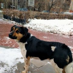 картинка найдена собака