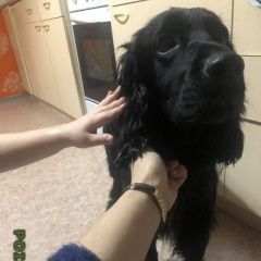 Подробнее об объявлении «Найдена собака кобель Братск» Фото: найдена собака Русский охотничий спаниель «Найдена собака кобель Братск» в г. Братск