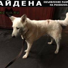 Подробнее об объявлении «Найдена собака кобель Москва» Фото: найдена собака  «Найдена собака кобель Москва» в г. Москва