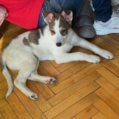 Подробнее об объявлении «Найдена собака щенок девочка примерно 3 месяца Москва» Фото: найдена собака  «Найдена собака щенок девочка примерно 3 месяца...» в г. Москва