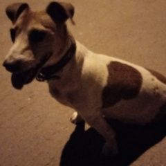 Подробнее об объявлении «Воронеж Найдена собака краснознаменная 133, девочка джек рассел» Фото: найдена собака Джек рассел терьер «Воронеж Найдена собака краснознаменная 133,...» в г. Воронеж