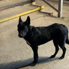 Подробнее об объявлении «Найдена собака Москва» Фото: найдена собака  «Найдена собака Москва» в г. Москва