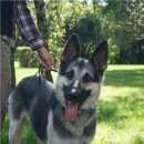 Подробнее об объявлении «Москва Найдена собака кобель восточноевропейской овчарки.» Фото: найдена собака Восточно-европейская овчарка «Москва Найдена собака кобель...» в г. Москва