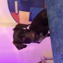 Подробнее об объявлении «Найдена собака Нижний Новгород» Фото: найдена собака  «Найдена собака Нижний Новгород» в г. Нижний Новгород