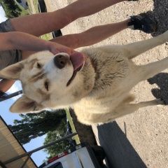 Подробнее об объявлении «Найдена собака кобель хаски Симферополь» Фото: найдена собака Сибирская хаски «Найдена собака кобель хаски Симферополь» в г. Симферополь