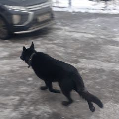 Подробнее об объявлении «Найдена собака кобель Одинцово» Фото: найдена собака Немецкая овчарка «Найдена собака кобель Одинцово» в г. Одинцово