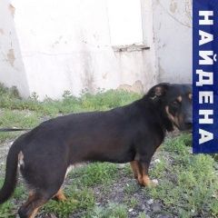 Подробнее об объявлении «Найдена собака похожа на ягдтерьера Саратов» Фото: найдена собака  «Найдена собака похожа на ягдтерьера Саратов» в г. Саратов