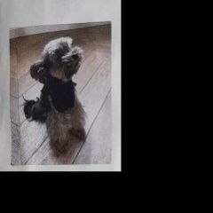 Подробнее об объявлении «Найдена собака маленькая собачка, возможно чихуахуа Москва» Фото: найдена собака  «Найдена собака маленькая собачка, возможно...» в г. Москва