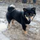 Подробнее об объявлении «Найдена собака кобель черная маленькая похожа на лайку с повод Химки» Фото: найдена собака  «Найдена собака кобель черная маленькая похожа...» в г. Химки