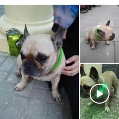 Подробнее об объявлении «Найдена собака французский бульдог Москва» Фото: найдена собака Французский бульдог «Найдена собака французский бульдог Москва» в г. Москва