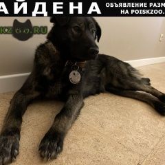 Подробнее об объявлении «Омск Найдена собака» Фото: найдена собака  «Омск Найдена собака» в г. Омск