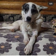 Подробнее об объявлении «Найдена собака кобель Москва» Фото: найдена собака  «Найдена собака кобель Москва» в г. Москва